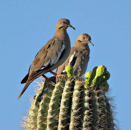Mourning dove & white-winged dove: White-winged dove