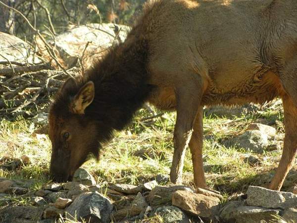 Elk: Bull elk