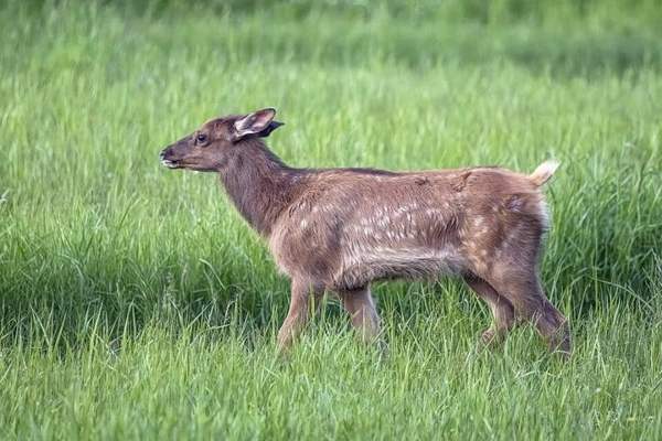 Elk: Young elk