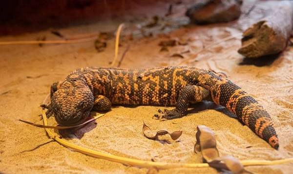 Gila monster: Whole animal