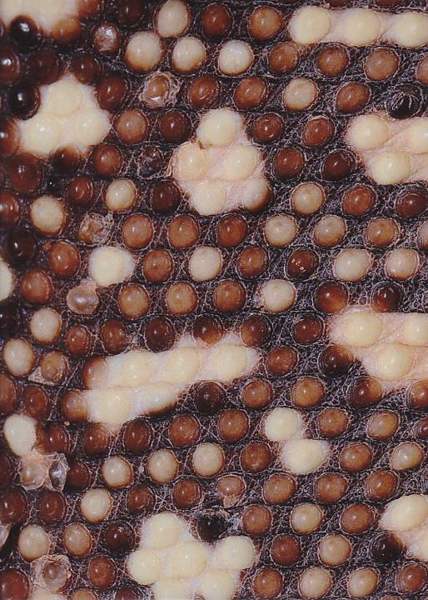 Gila monster: Beaded skin