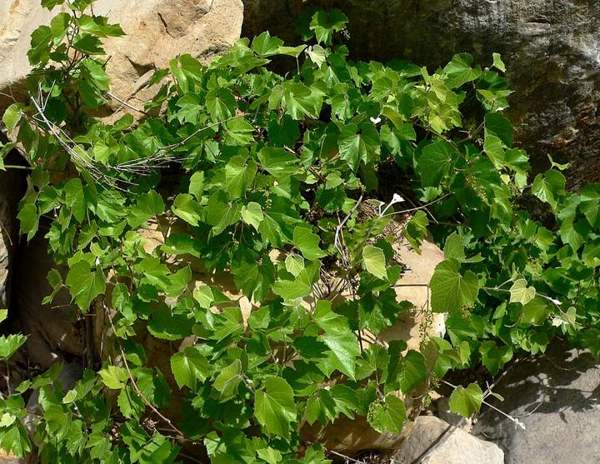 Canyon grape (Arizona grape): Vine and leaves