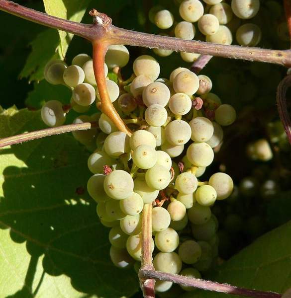 Canyon grape (Arizona grape): Grapes