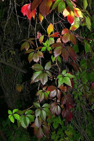 Canyon grape (Arizona grape): Look-alike: Virginia creeper