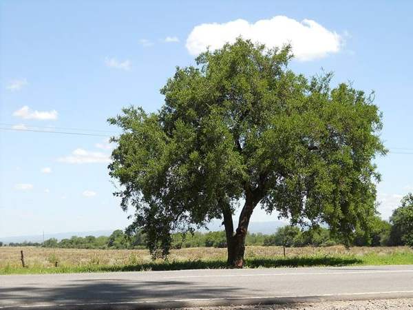 Hackberry: Desert hackberry