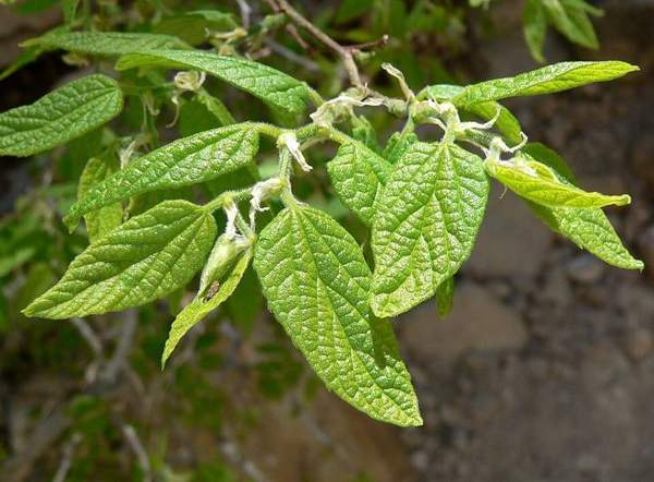Hackberry: Netleaf hackberry