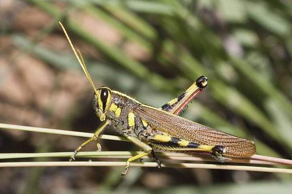 Grasshoppers & other edible insects: Grasshopper