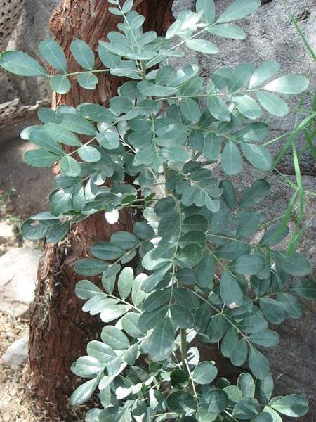 Desert ironwood seeds: Tree in bloom