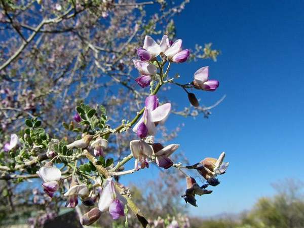 Desert ironwood seeds: Ironwood in flower