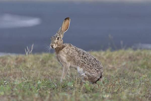 Black-tailed jackrabbit: Whole animal