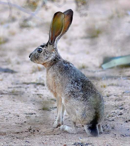 Black-tailed jackrabbit: Long black-tipped ears