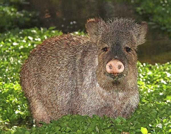 Javelina (collared peccary): Herd