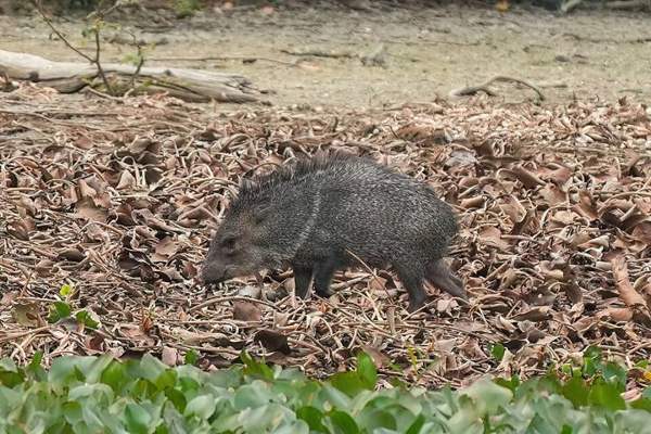 Javelina (collared peccary): Pale collar