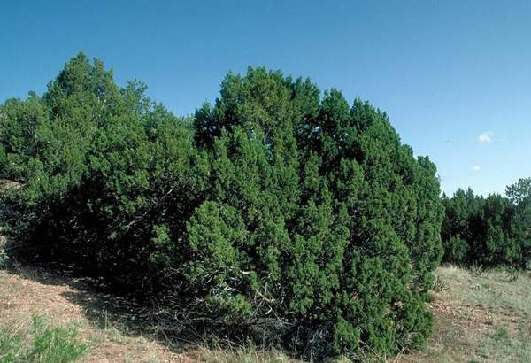 Juniper berries (caution): One-seed juniper