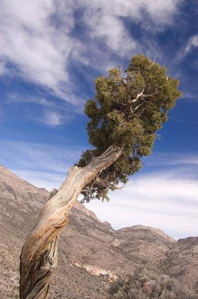 Juniper berries (caution): Utah juniper