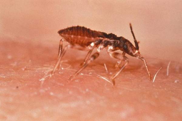 Kissing bugs (conenose bugs): Kissing bug feeding (South American species shown)