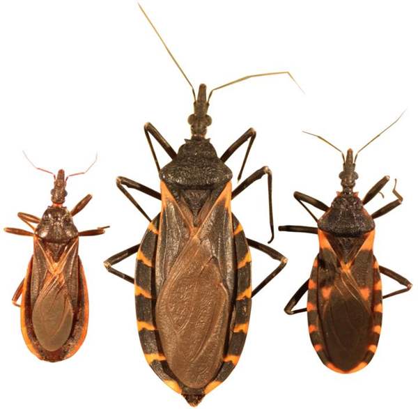 Kissing bugs (conenose bugs): Kissing bugs: cone-shaped heads, orange edge marks