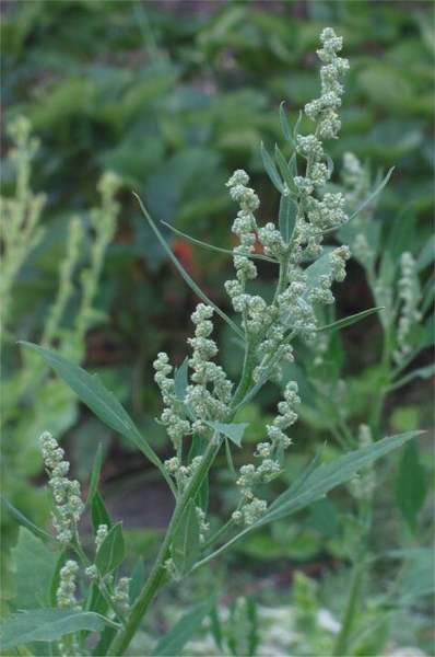 Lamb's quarters: Plant