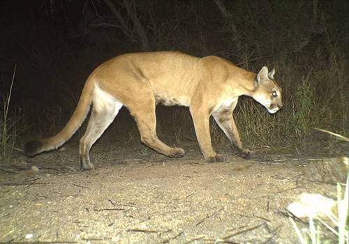 Mountain lion (cougar): Whole animal