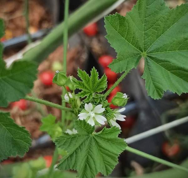 Cheeseweed / common mallow: Plant