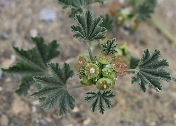 Cheeseweed / common mallow: "Cheese wheel" seed pods
