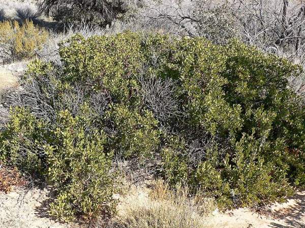 Manzanita berries: Shrub and bark
