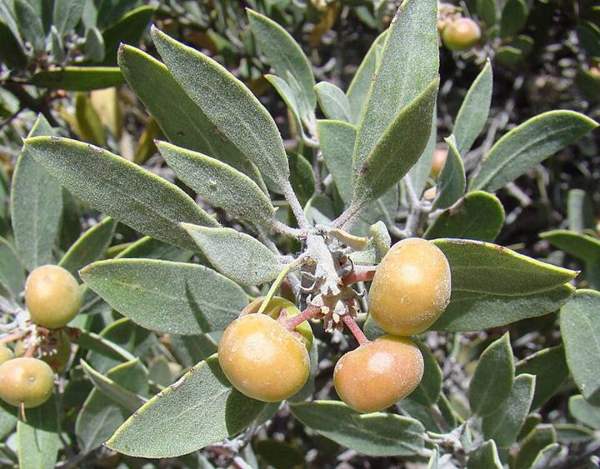 Manzanita berries: Berries
