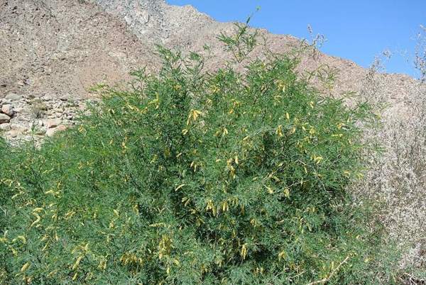 Mesquite pods: Tree