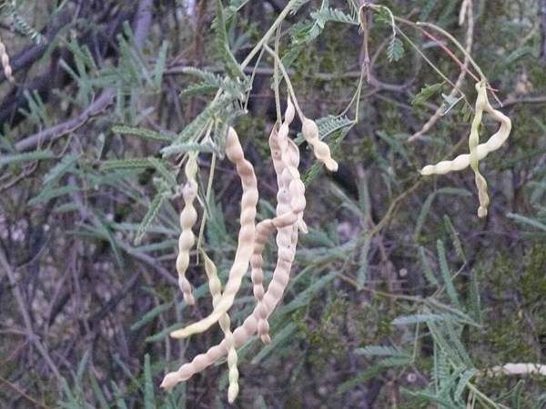 Mesquite pods: Ripe pods