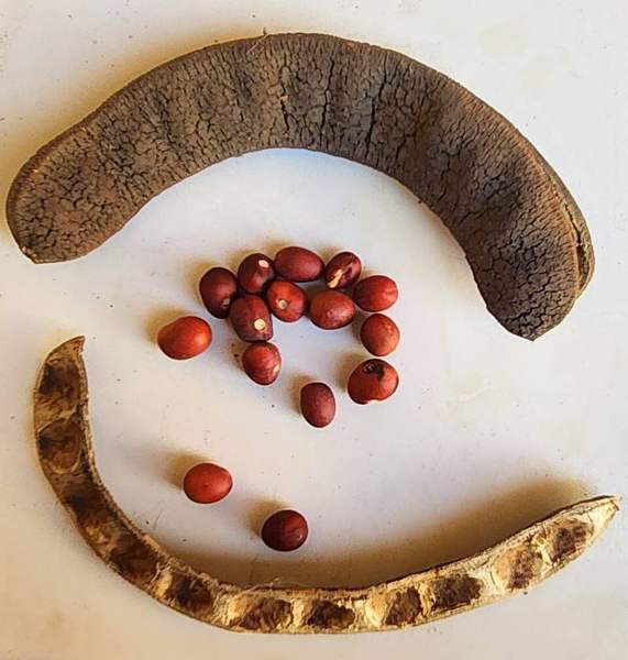 Mesquite pods: Look-alike: Texas mountain laurel pods (toxic)