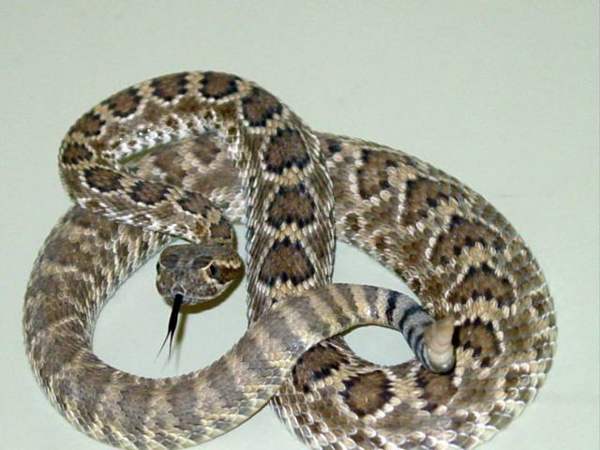 Mojave rattlesnake: Whole animal