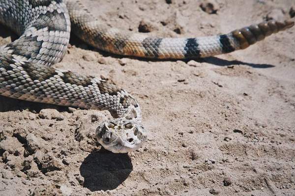 Mojave rattlesnake: Head and eye stripe