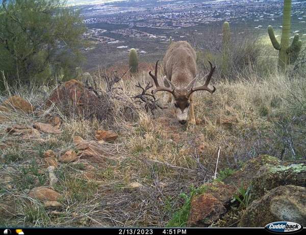 Mule deer & Coues white-tailed deer: Mule deer