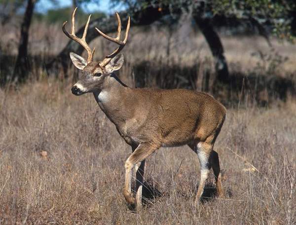Mule deer & Coues white-tailed deer: Coues whitetail