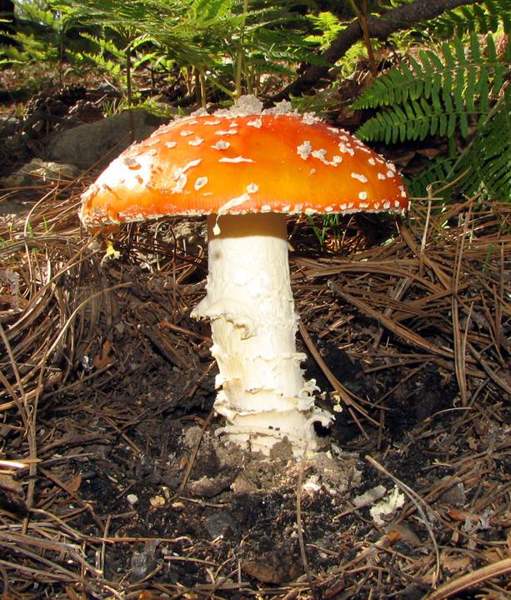 Wild mushrooms (Amanita and others): Fly agaric