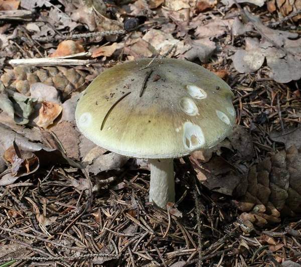 Wild mushrooms (Amanita and others): Death cap type