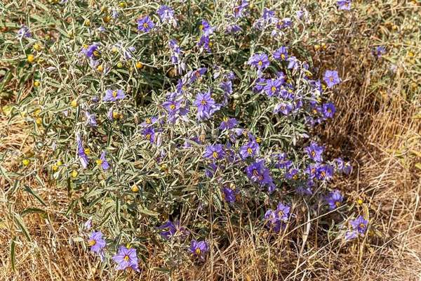 Silverleaf nightshade & other nightshades: Flowers and leaves
