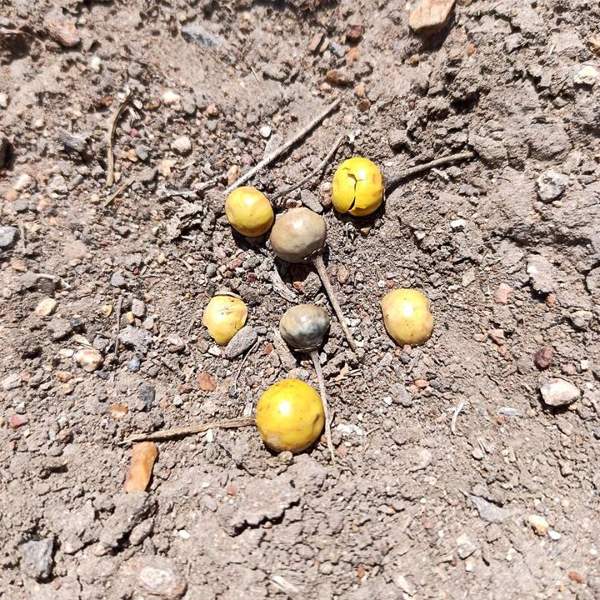 Silverleaf nightshade & other nightshades: Berries
