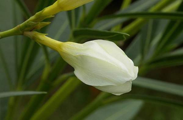 Oleander: Shrub in flower