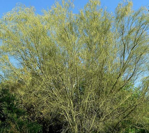 Palo verde seeds: Foothill palo verde