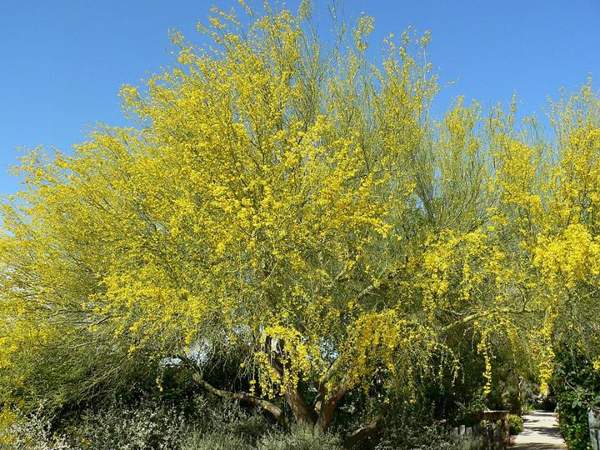 Palo verde seeds: Blue palo verde in bloom