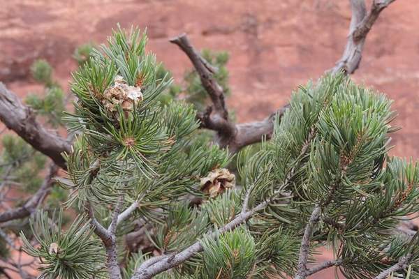 Pinyon pine nuts: Tree