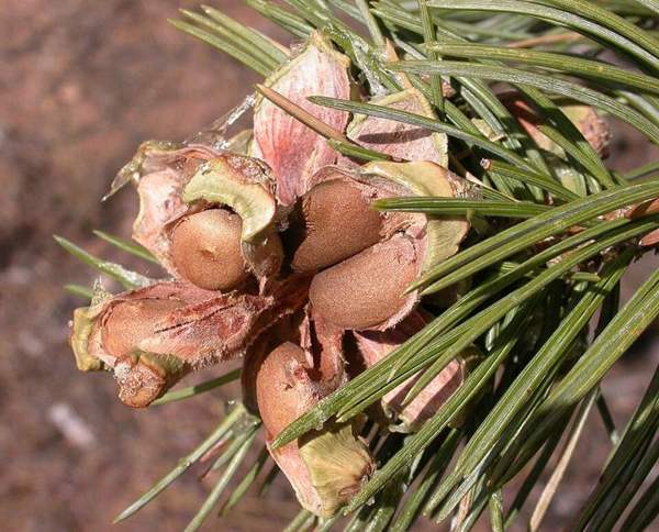 Pinyon pine nuts: Cone and nuts