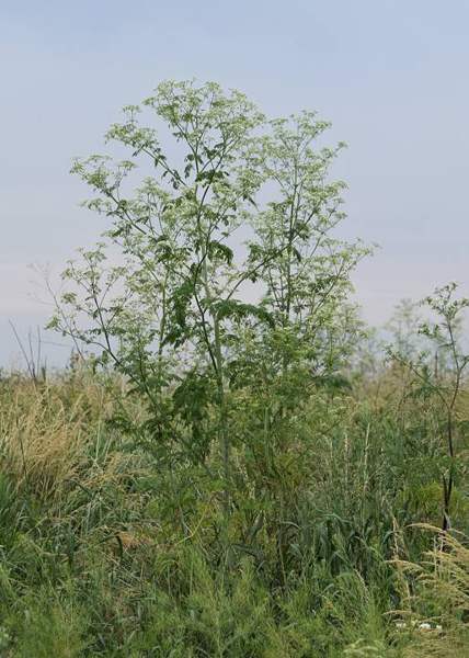 Poison hemlock: Plant