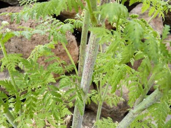 Poison hemlock: Purple-blotched stem