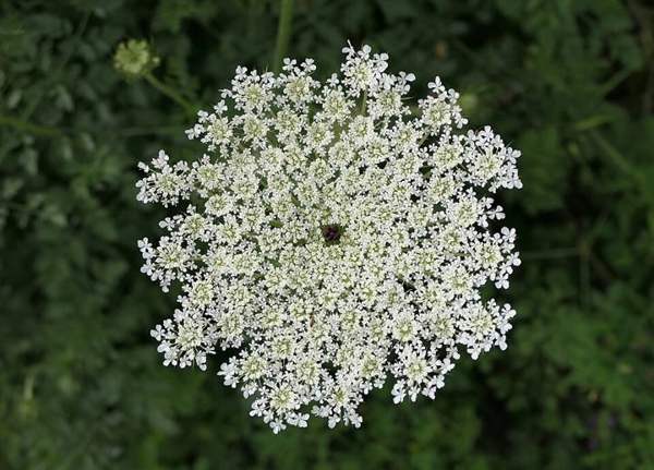 Poison hemlock: Look-alike: wild carrot flower