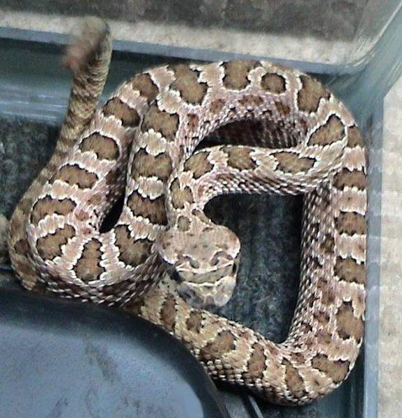 Prairie rattlesnake (incl. Hopi rattlesnake): Whole animal