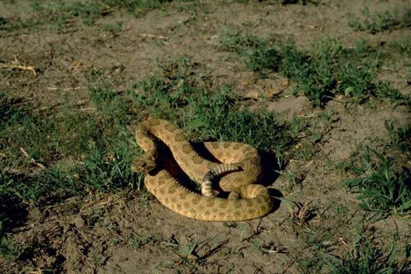 Prairie rattlesnake (incl. Hopi rattlesnake): Hopi rattlesnake form
