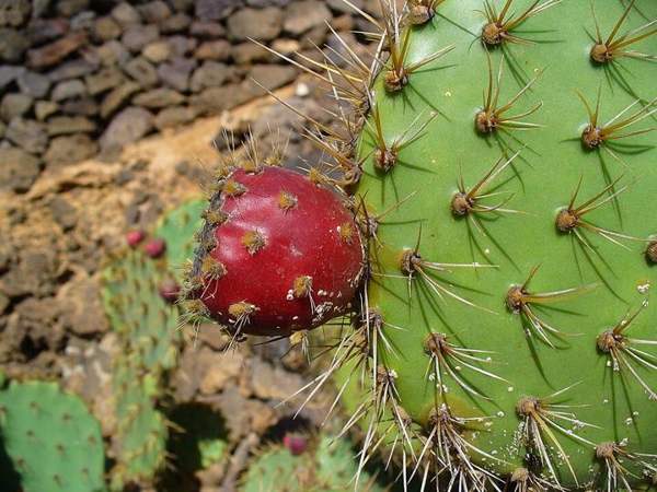 Prickly pear (pads and fruit): Ripe fruit