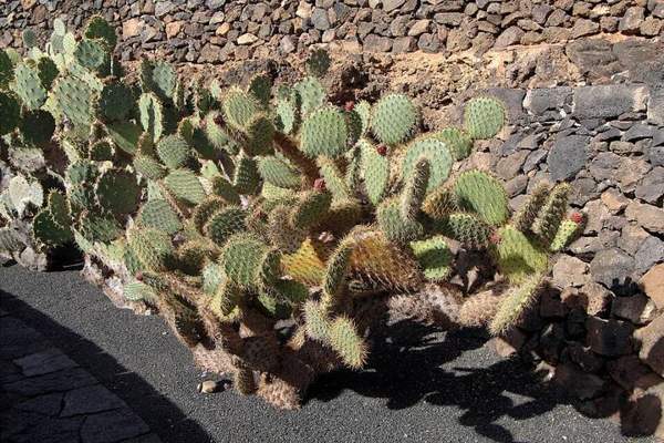 Prickly pear (pads and fruit): Whole plant